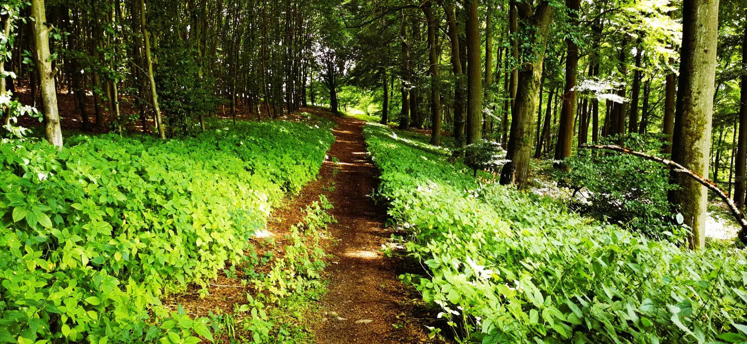 Weg im Wald von Socius